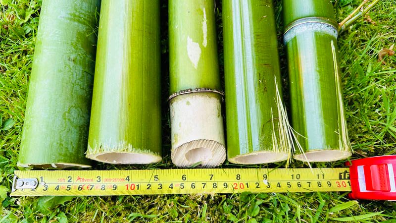 Bamboo Removal Services Bamboo Removal Services